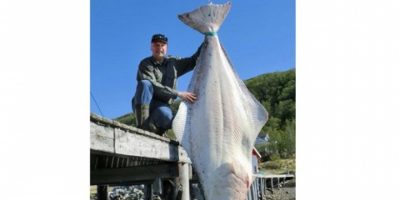 world record halibut of 427lb 2013.jpg